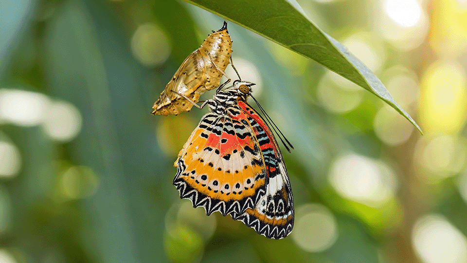 Cost Transformation & Turnaround